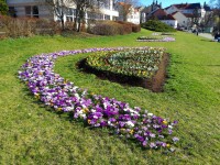 Jarní květiny rozkvetly na záhonech městské zeleně