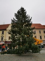 Městské služby Písek s.r.o. zajistily pro město Písek vánoční strom