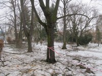 V zimním období se zahradníci věnují prořezávkám stromů