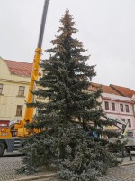 Vánoční strom již stojí na píseckém náměstí